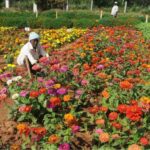 Horticulture-West-Bengal